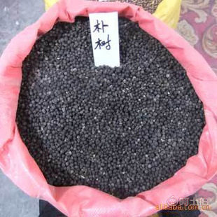 廠家直銷優(yōu)質(zhì)林木種子 紅豆杉、國(guó)槐、紅楓、重陽(yáng)木等，保質(zhì)保量